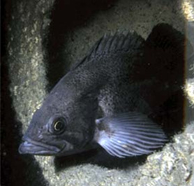 Dusty rockfish in reef ball