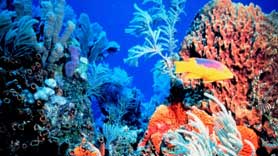 Spanish hogfish swimming at coral reef