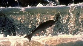 Fish jumping up fish ladder