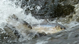 Fish on fish ladder