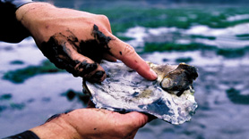 Olympia oyster
