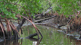 Mangrove