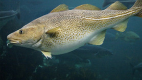 NOAA Contributing to the Recovery of Atlantic Cod Fisheries
