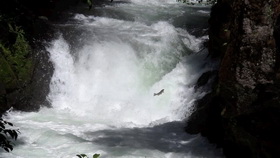 Migrating fish spotted at BZ Falls, upstream of Condit Dam