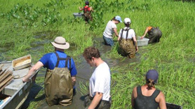 Volunteers planting sea grass
