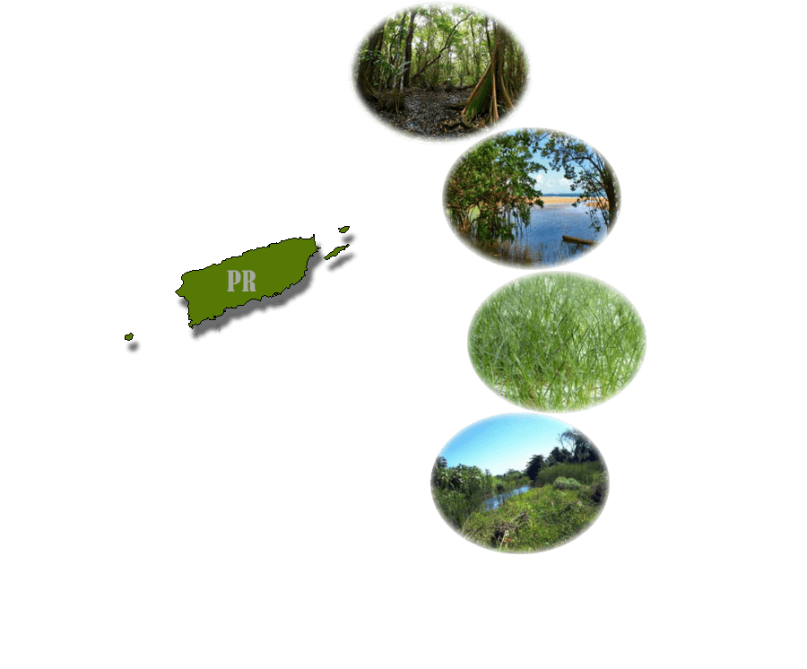 Caribbean Wetland Type