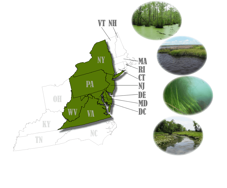 Mid-Atlantic Wetland Type