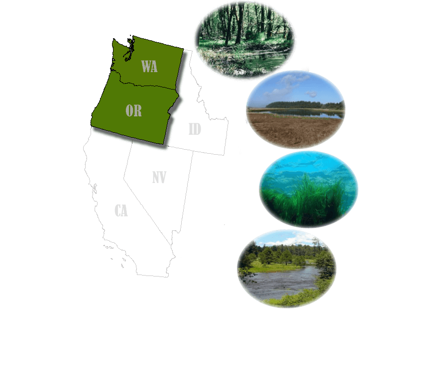 Pacific Northwest Wetland Types
