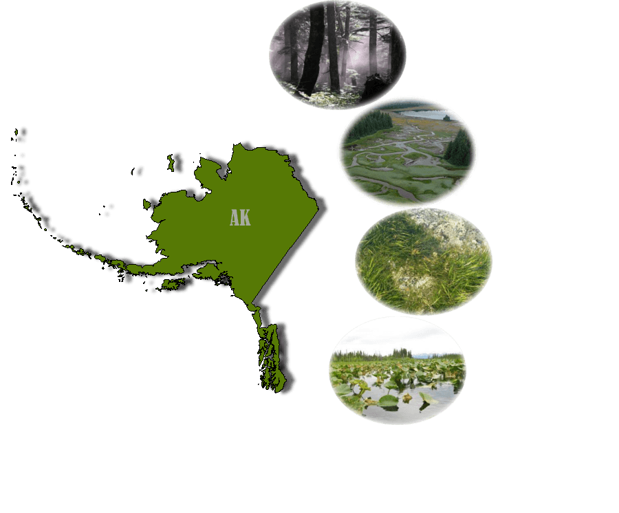 Alaska Wetland Types