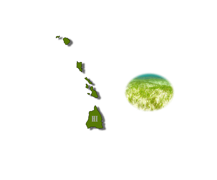 Hawaii Wetland Type