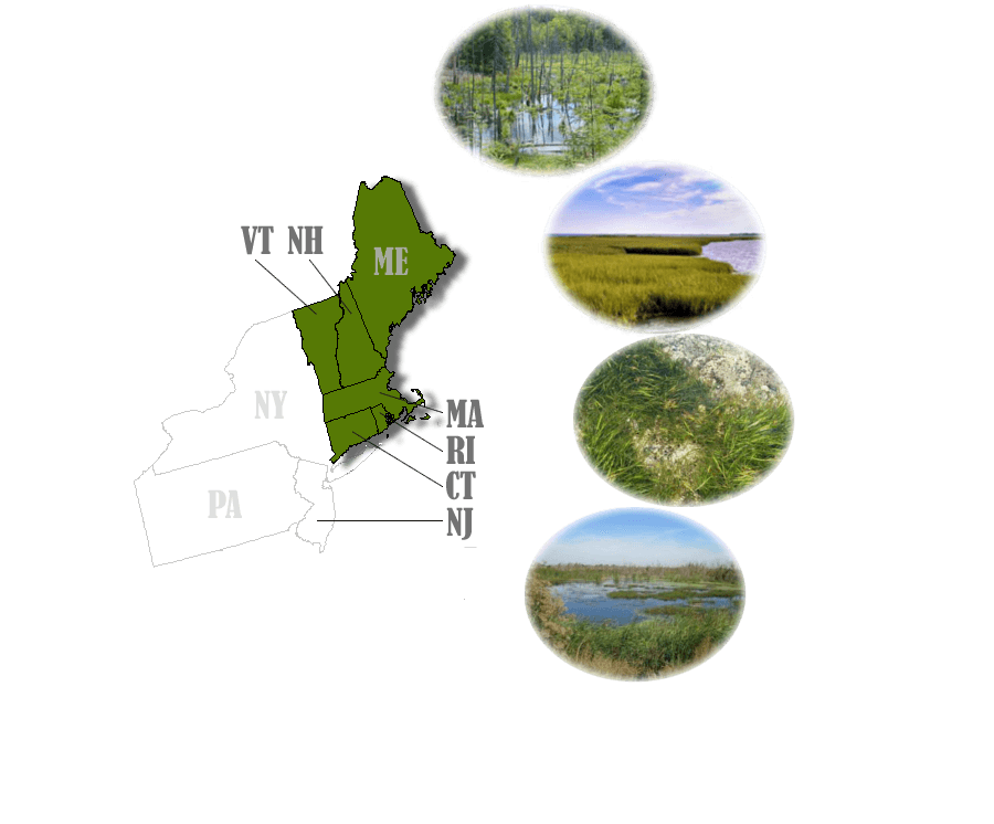 New England Wetland Types