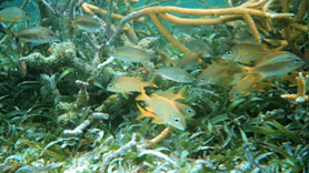 Fish in coral reef habitat